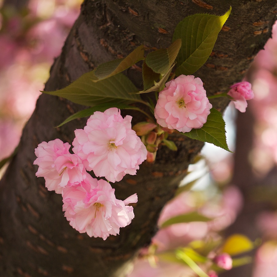 Cherry blossoms grow out of trunk