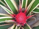 Variegated Pineapple