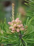 Pine Bud