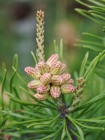Pine Bud