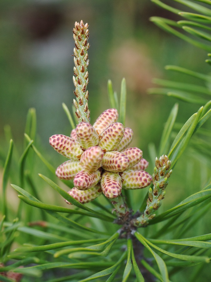 Pine Bud