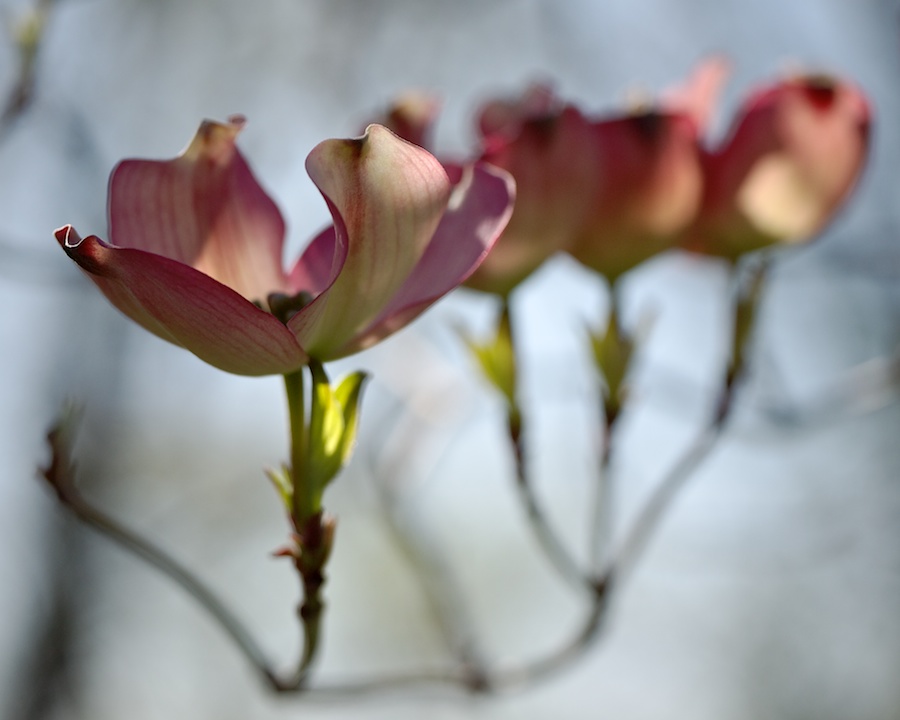 Tree bloom