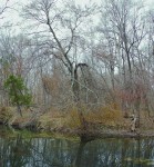Trees by the C & O Canal