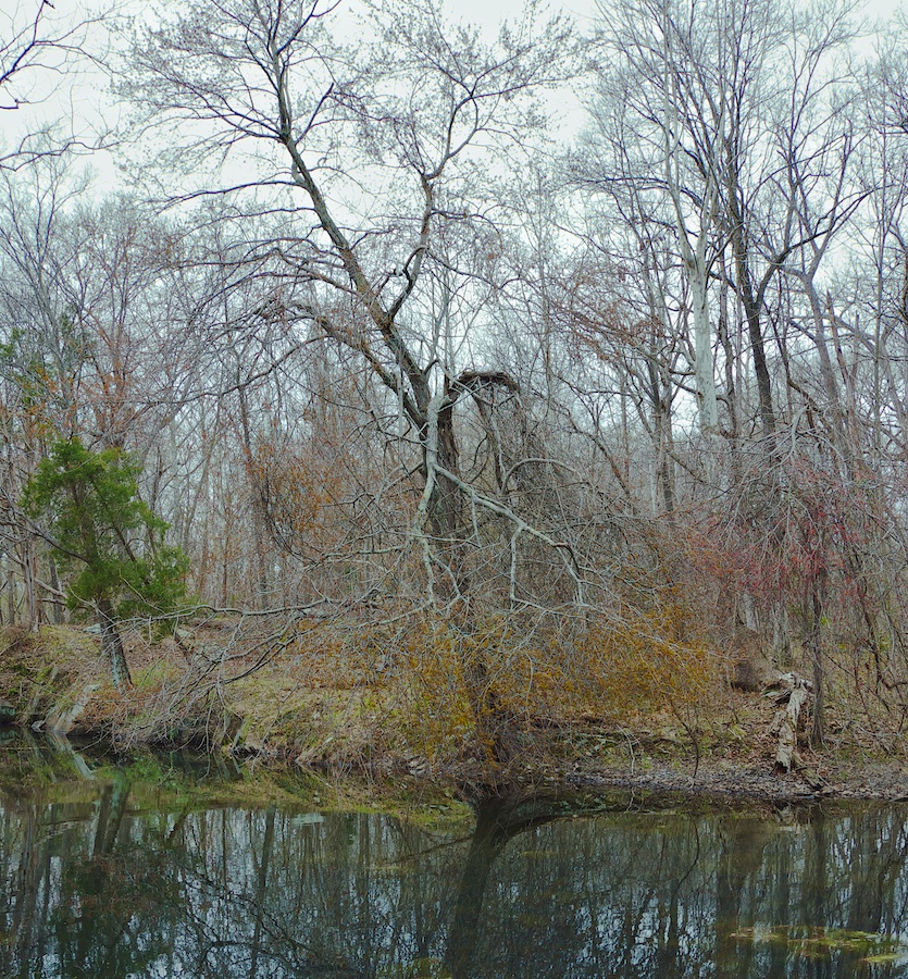 Trees by the C & O Canal