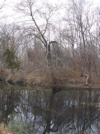 What The Camera Saw | Click to enlarge in a new window for comparison. Unprocessed image of trees by C&O Canal.