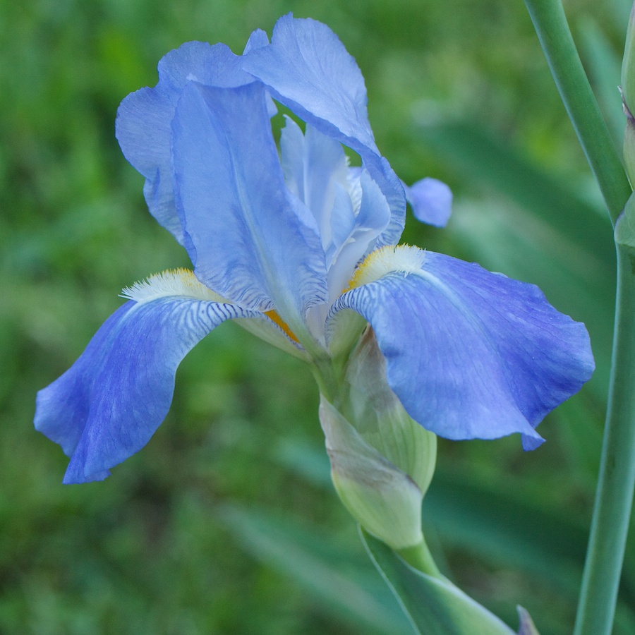 Blue tulip.