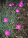 Little pink flowers.