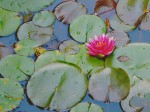 Lily pond with flower and frog.