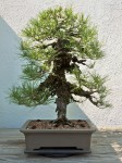 Bonsai at the National Arboretum, Washington, DC