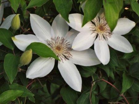 Big white blooms.