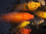 Carp being fed at the National Arboretum, DC