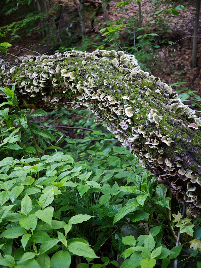 Fungus covered log, Klingle Rd. NW, DC