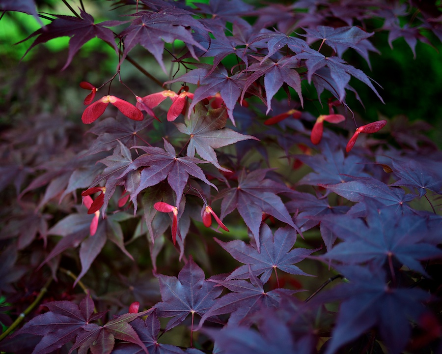 Maple leaves and seeds.