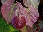 New and mature leaves.