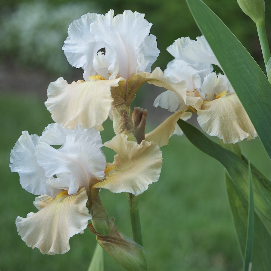 White and beige tulips.