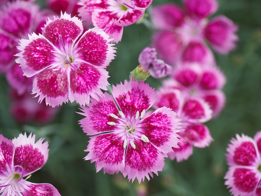 Pink up close.