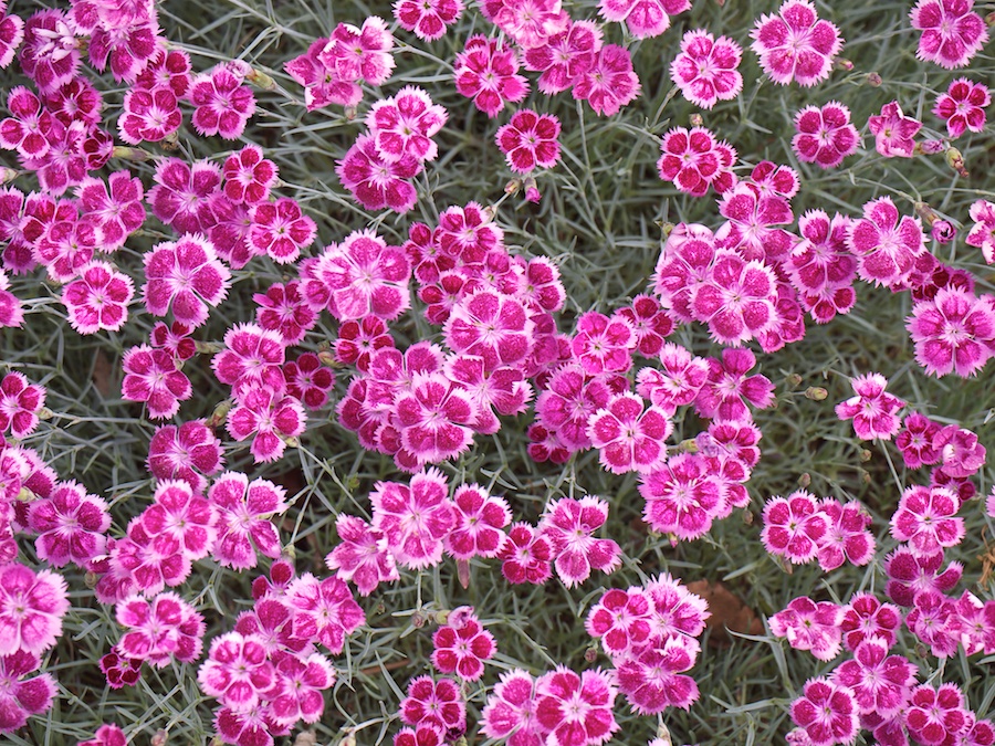 Field of pinks.