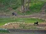 People and dogs in park.