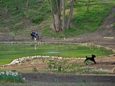People and dogs in park.