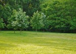 Grass and trees.