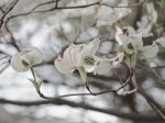 Dogwood.