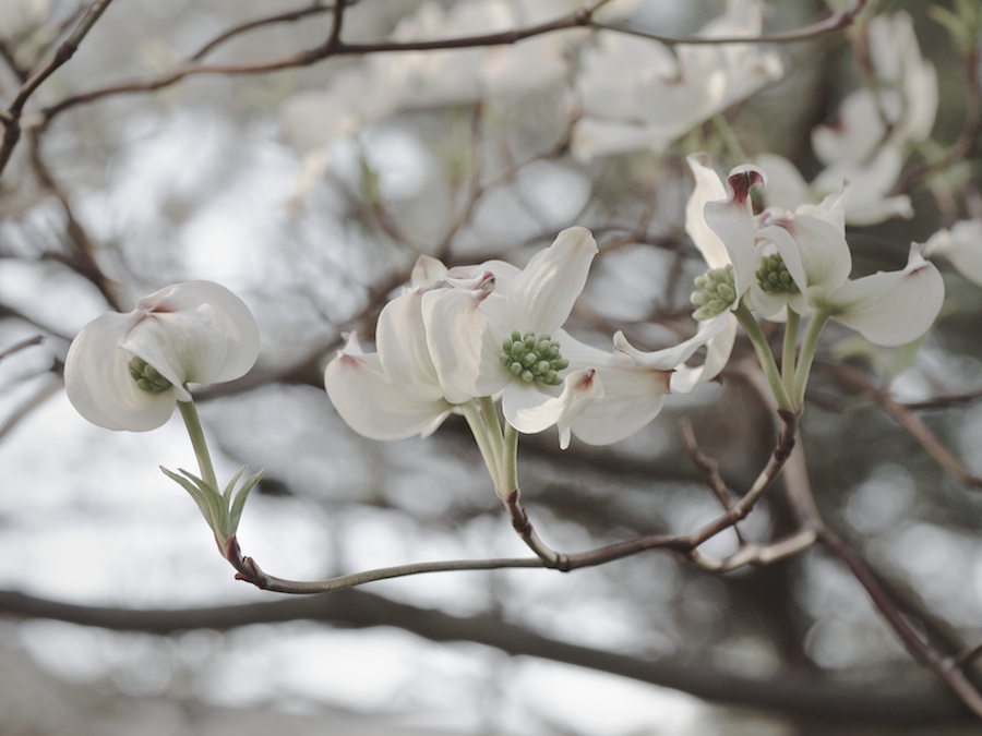 Dogwood.