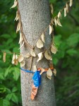 Twigs and plastic bands around tree trunk.