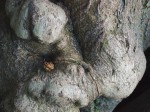 Seed Pod, and some other thing nestled in tree trunk