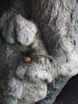 Seed pod, and something else, in tree trunk.