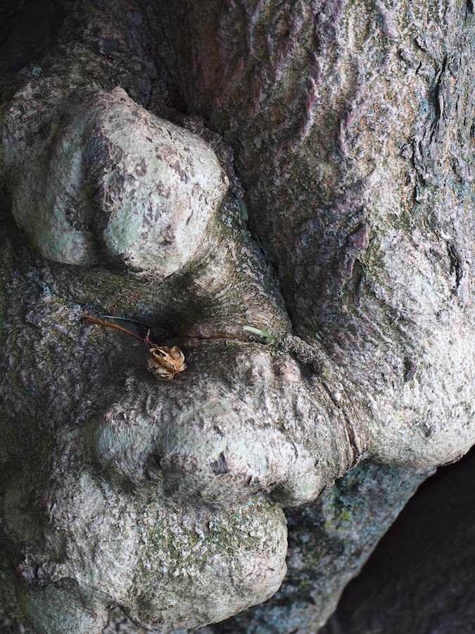 Seed pod, and something else, in tree trunk.