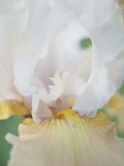 Tulip detail.