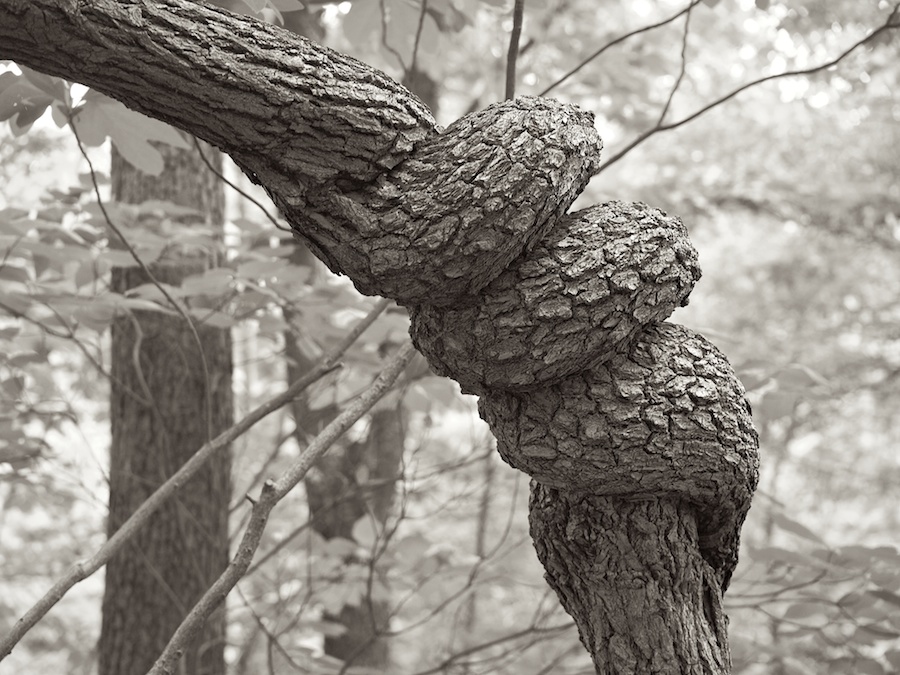 Corkscrew tree trunk.