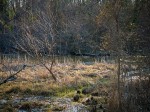 Wetlands, Roosevelt Island, Washington, DC