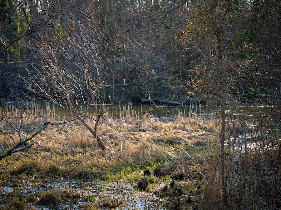 Wetlands, Roosevelt Island, Washington, DC