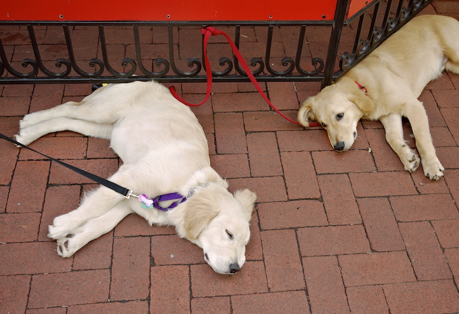 Two puppies, one sleeping.