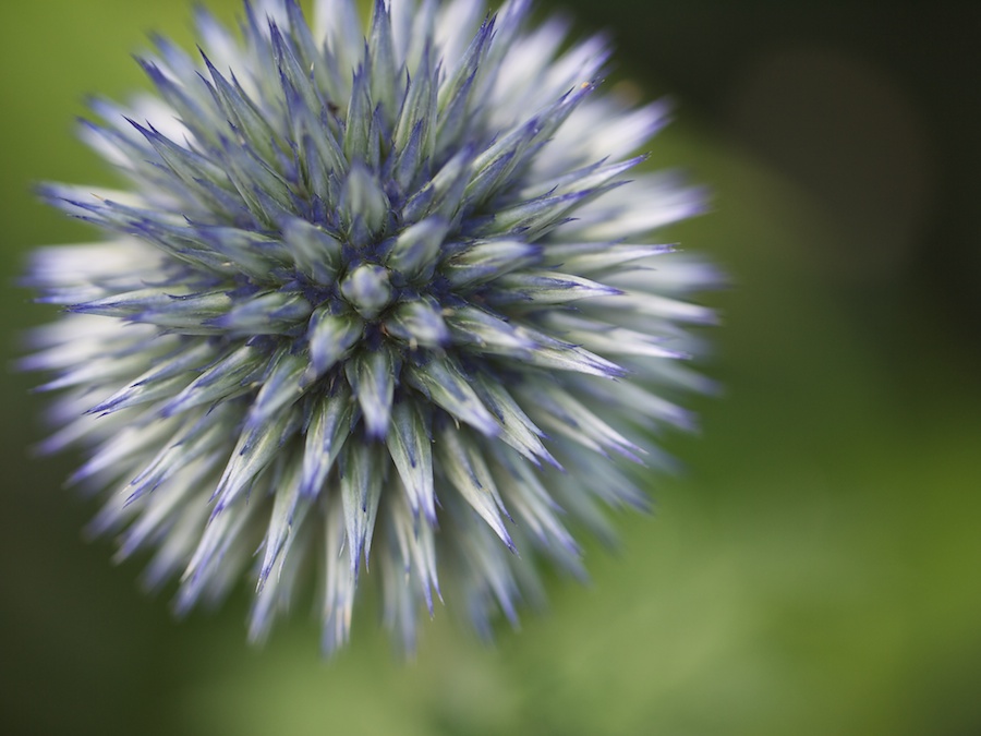 Bloomhead.