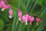 Some pink flowers.