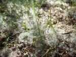 Seed fluff like snowflakes on the ground.