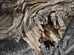 Fallen log.
