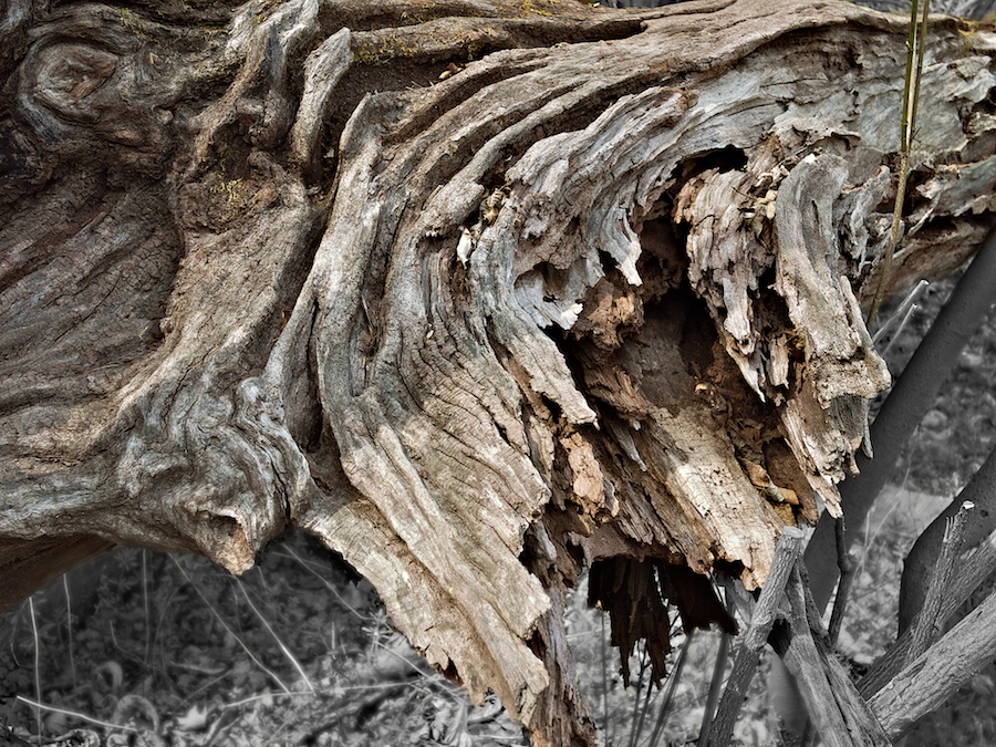 Fallen log.