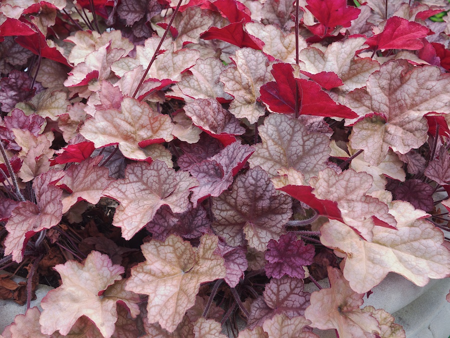 Ornamental plant leaves.