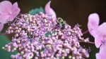 Bumblebee on hydrangea.