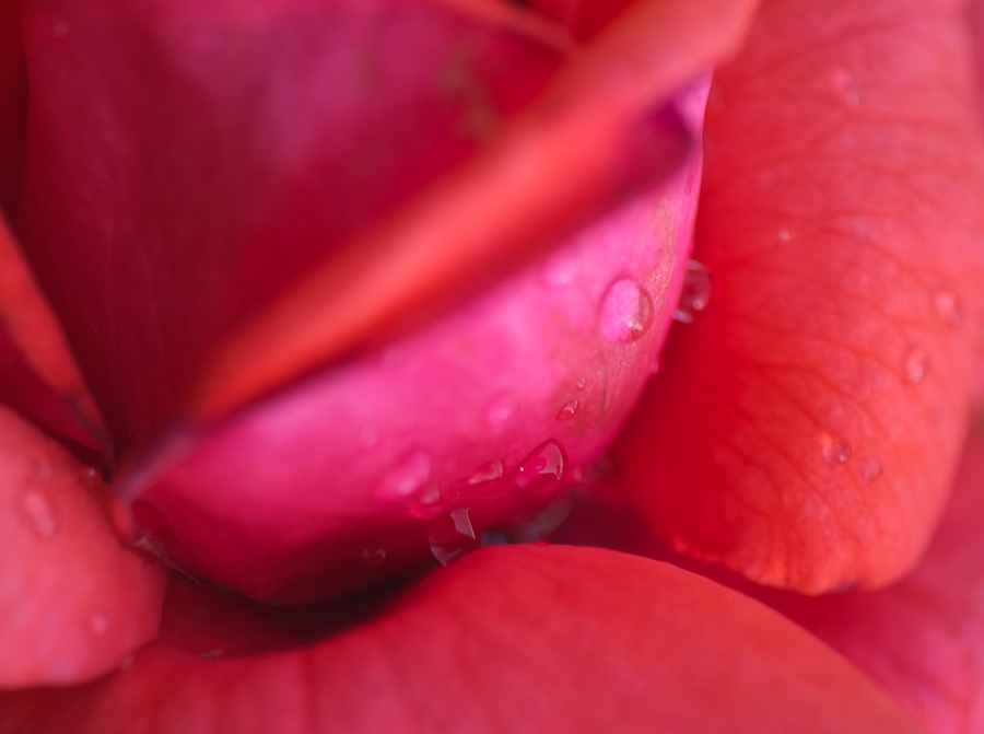 Close up of raindrops on rose.