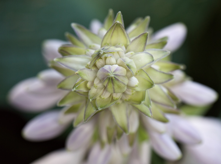 Flower buds up close.