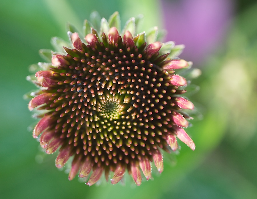 Flower center