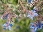 Plant with blue blooms
