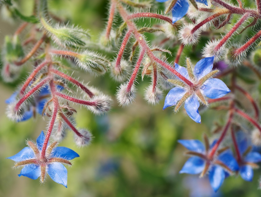 Plant with blue blooms