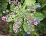Flowering plant