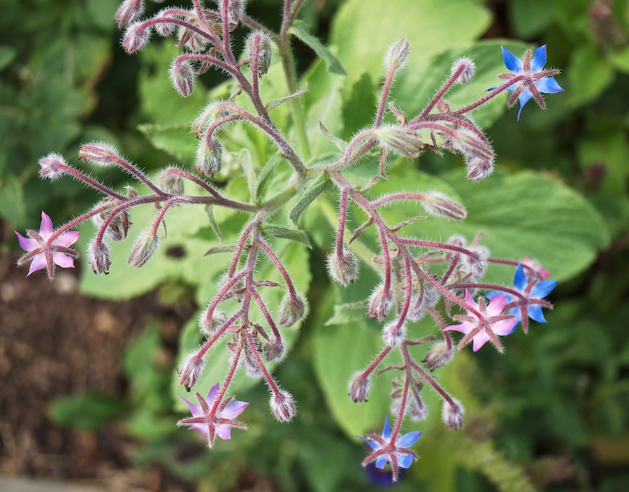 Flowering plant