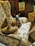 Hairless cat in a display window.